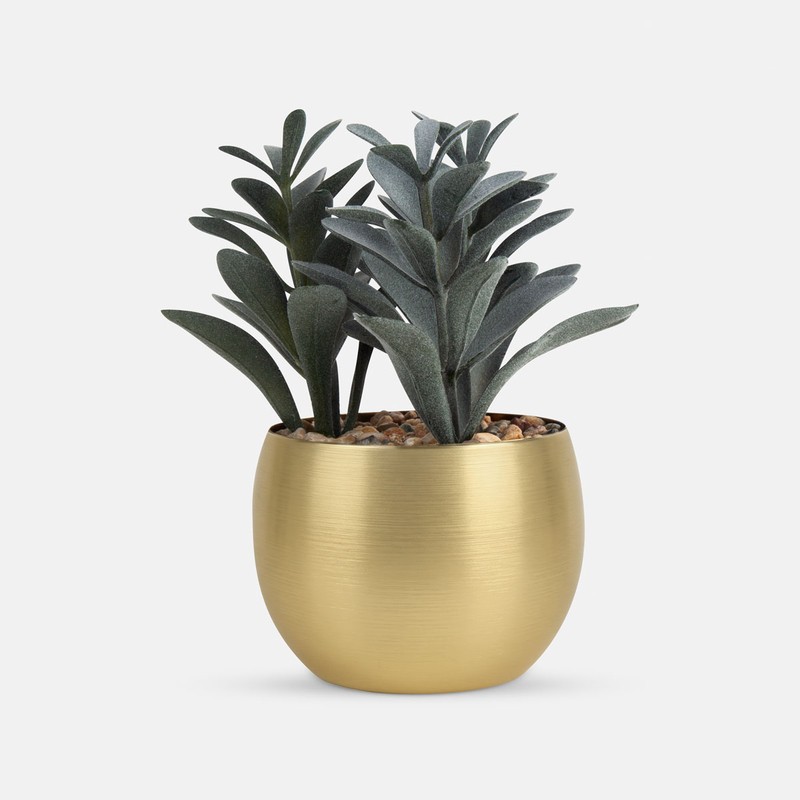 Planta Decorativa Dakar